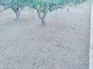 Desbroce y Limpieza de Naranjos