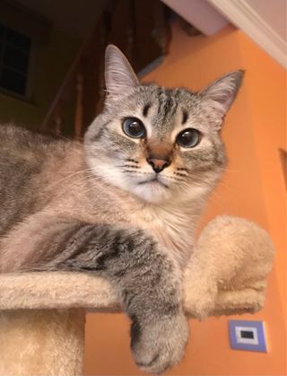 CUIDADO O ACOGIDA DE GATOS EN MI CASA