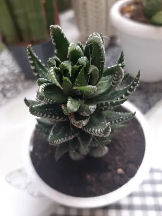 Planta Suculenta Euphorbia Haworthia