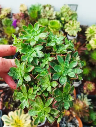 Aeonium cornich pixie