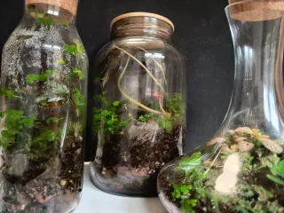 Terrarios por encargo