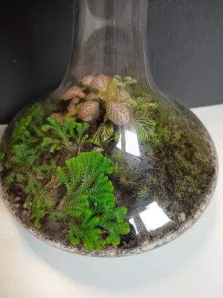 Terrarios por encargo