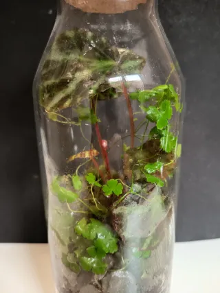 Terrarios por encargo