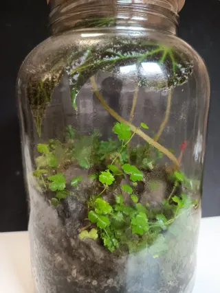 Terrarios por encargo