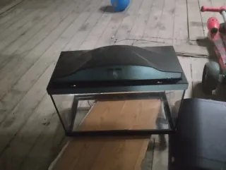 Pecera de cristal mediana