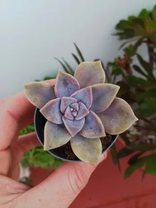 Graptopetalum purple deligh
