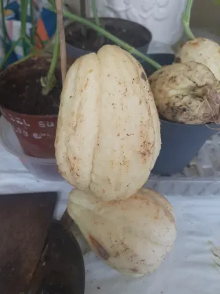 Plantas de zapallo para sembrar