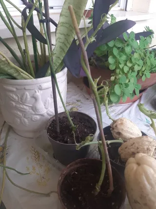 Plantas de zapallo para sembrar