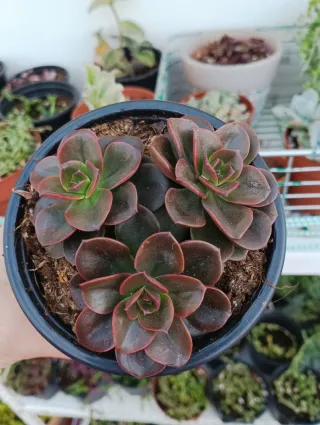 Echeveria Melaco