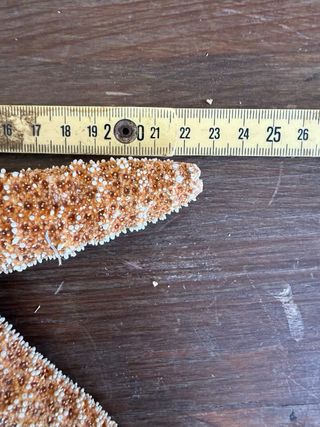 Stella di mare grande decorativa