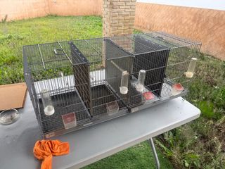 Gabbie Pedros da 1 metro per canarini