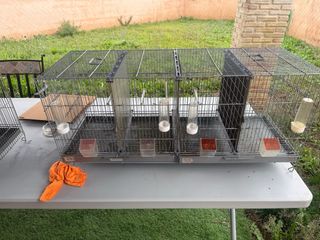 Gabbie Pedros da 1 metro per canarini