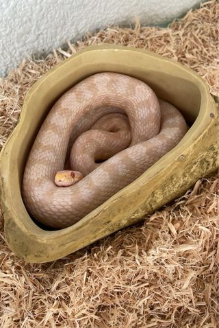 Cueva para reptiles imitación roca