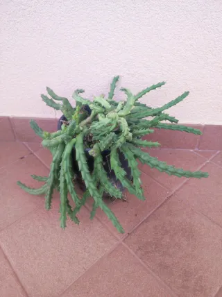 Stapelia variegata pianta succulenta