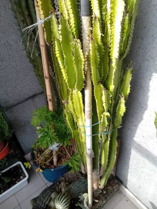 Cactus grande en maceta