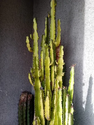 Cactus grande en maceta