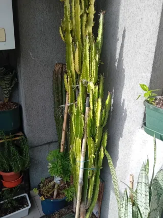 Cactus grande en maceta