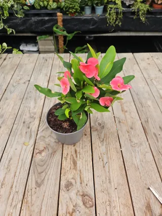 Euphorbia milli "coroa de cristo"