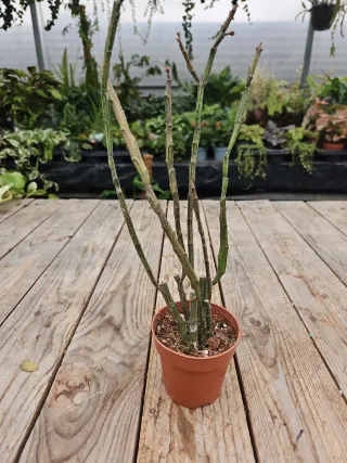 Euphorbia platyclada