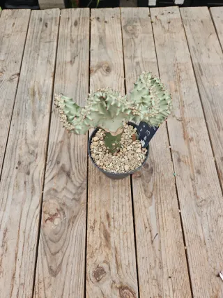 Euphorbia lactea cristata