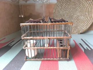 Jaula percha para pájaros silvestres