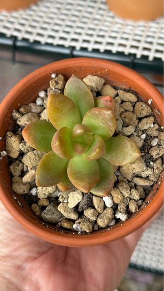 Sedeveria Lutea Planta Suculenta