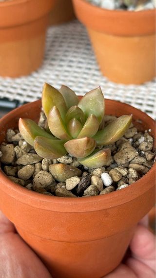 Sedeveria Lutea Planta Suculenta