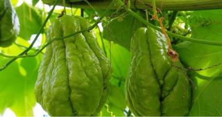 Chayotes Gallegos Ecológicos Germinados