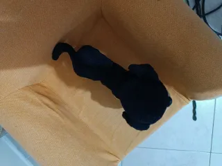 Cagnolino che abbaia e scodinzola Interattivo