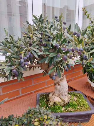 Bonsái Olivo con Frutos