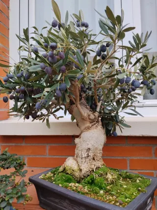 Bonsái Olivo con Frutos