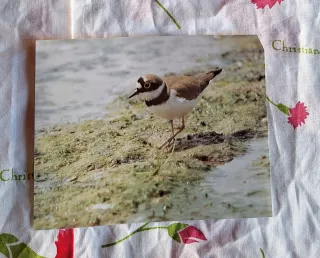 Laminas Llibre d'or dels parcs naturals de Catalun