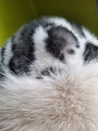 Gorro estilo mongol animal print