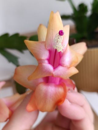 Cactus di Natale Giallo Arancio