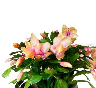 Cactus di Natale Giallo Arancio