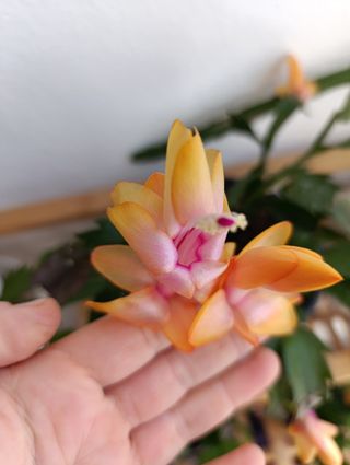 Cactus di Natale Giallo Arancio