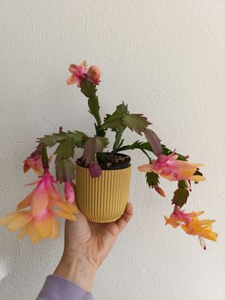 Cactus di Natale Giallo Arancio