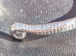 Brazalete Serpiente