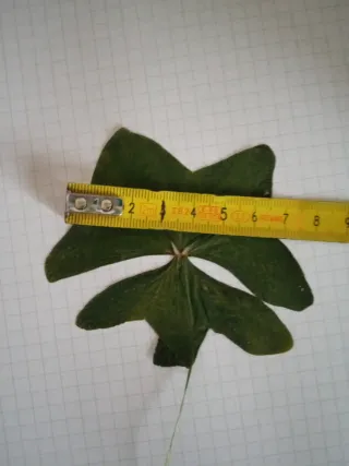 Trébol de 5 hojas natural grande