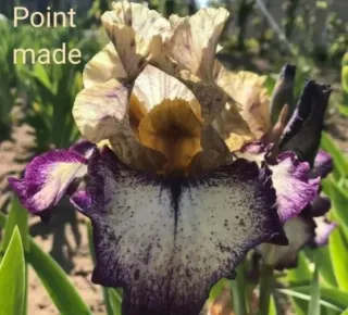 Iris Point made x Marzia