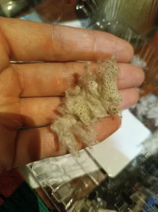 15 Semi di Anemone Hupehensis