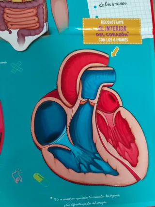 Libro y juego Cómo funciona mi cuerpo