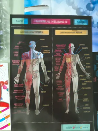 Laboratorio de Anatomía Clementoni