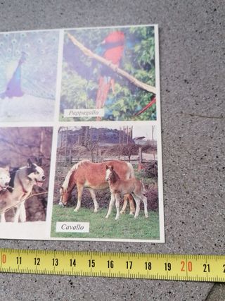 Tombola degli Animali gioco bambini