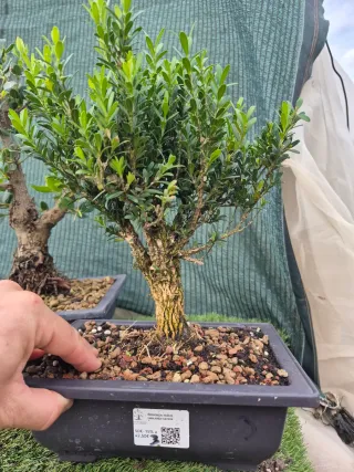 Lote 3 Bonsáis Pack Navideño n1