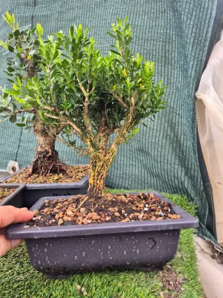 Lote 3 Bonsáis Pack Navideño n1