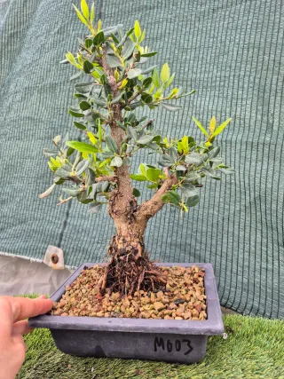 Lote 3 Bonsáis Pack Navideño n1