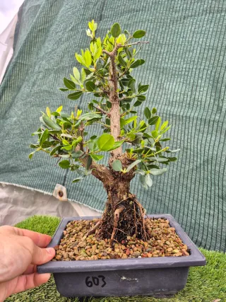 Lote 3 Bonsáis Pack Navideño n1