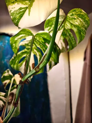 Apical Monstera albo