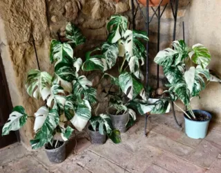 Apical Monstera albo